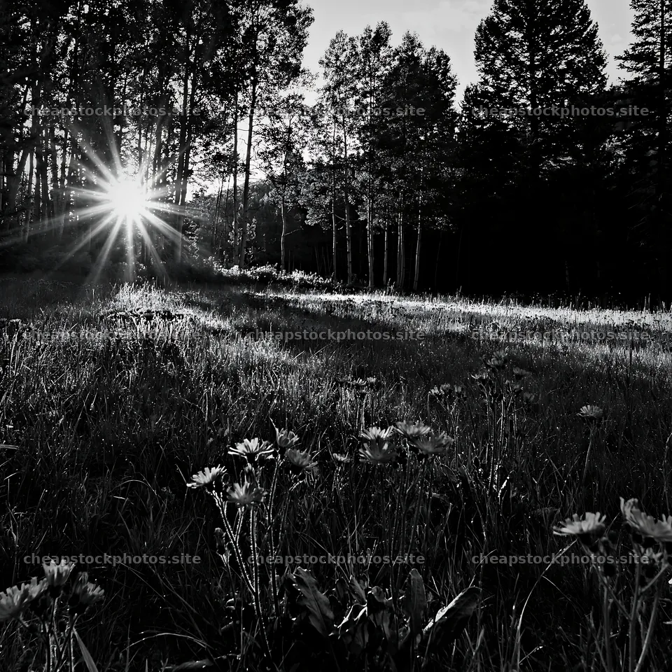 Sunlight shining through trees in a meadow at forest edge – stock photos 7938x7938