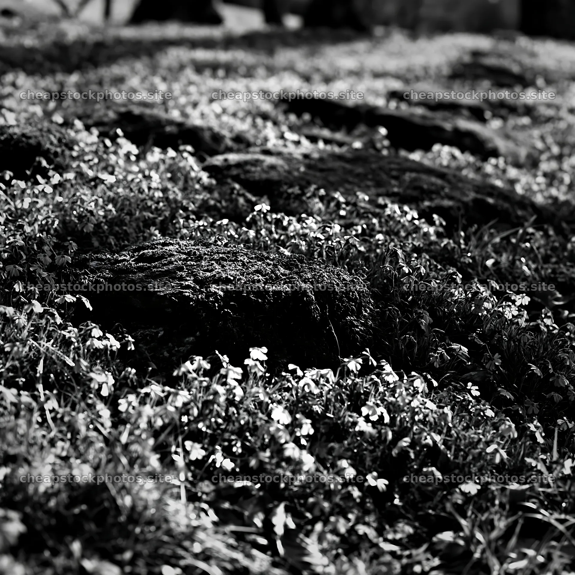 Mossy stones in Miyagi spring recovery meadow – stock photos 7938x7938
