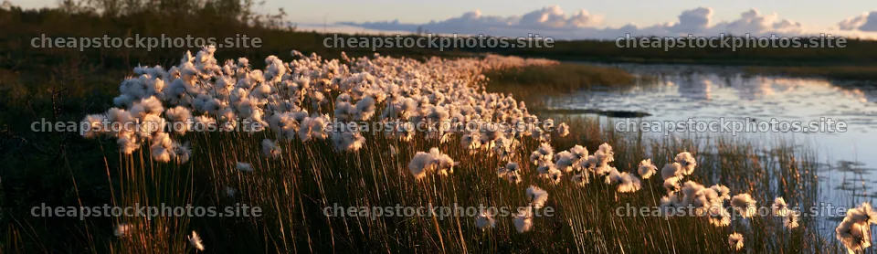 Cottongrass meadow with sunlight and water in the background – stock photos 14762x4268