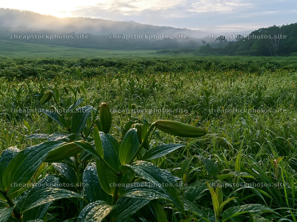 Expansive Hokkaido restoration meadow with dewdrops – stock photos 9174x6866