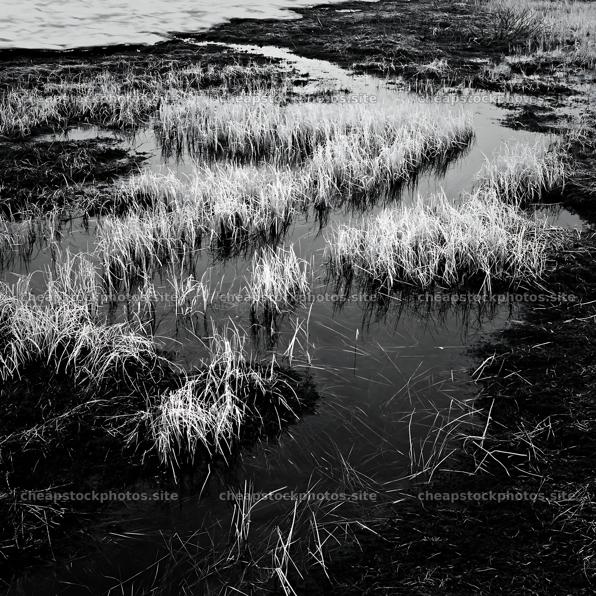 Akita snowmelt meadow with silver grasses by a wetland area – stock photos 7938x7938