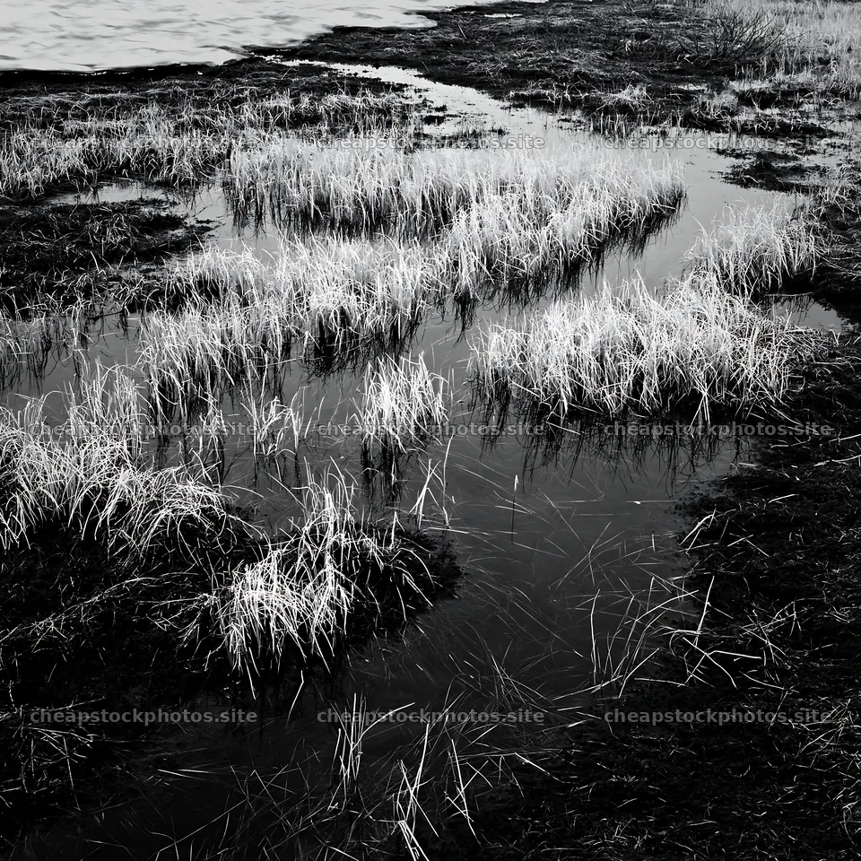 Akita snowmelt meadow with silver grasses by a wetland area – stock photos 7938x7938