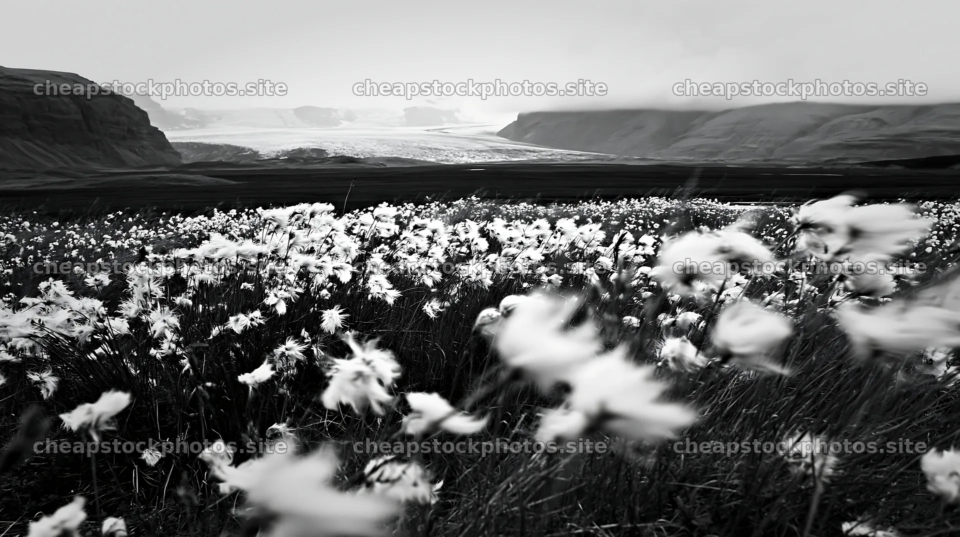 Meadow with seedheads in front of glacier and mountains – stock photos 10608x5938