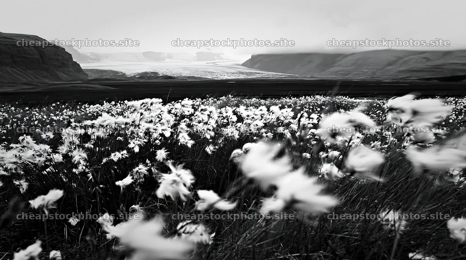 Meadow with seedheads in front of glacier and mountains – stock photos 10608x5938