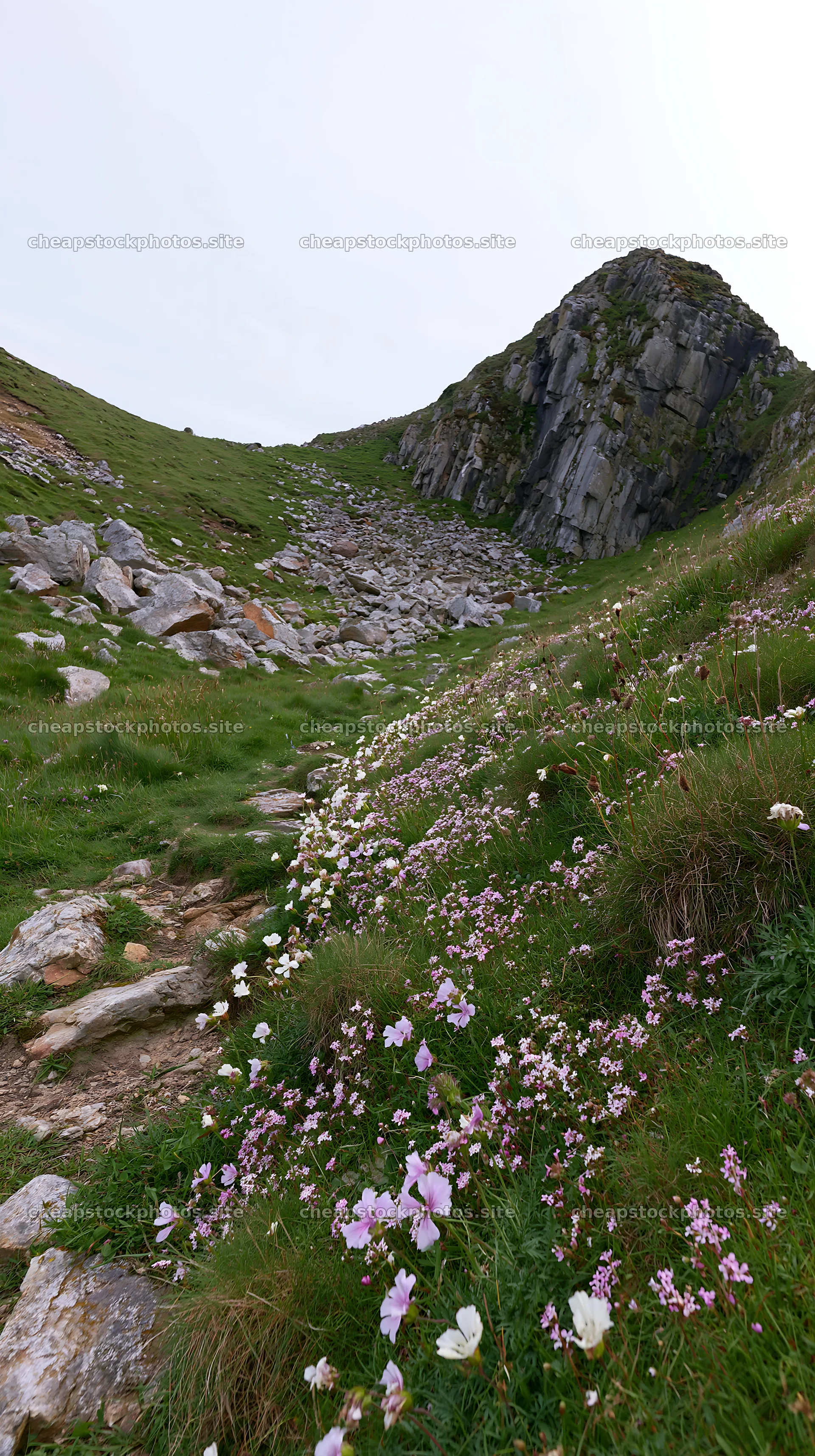 Wildflowers bloom along rocky coastal meadow path – stock photos 5938x10608