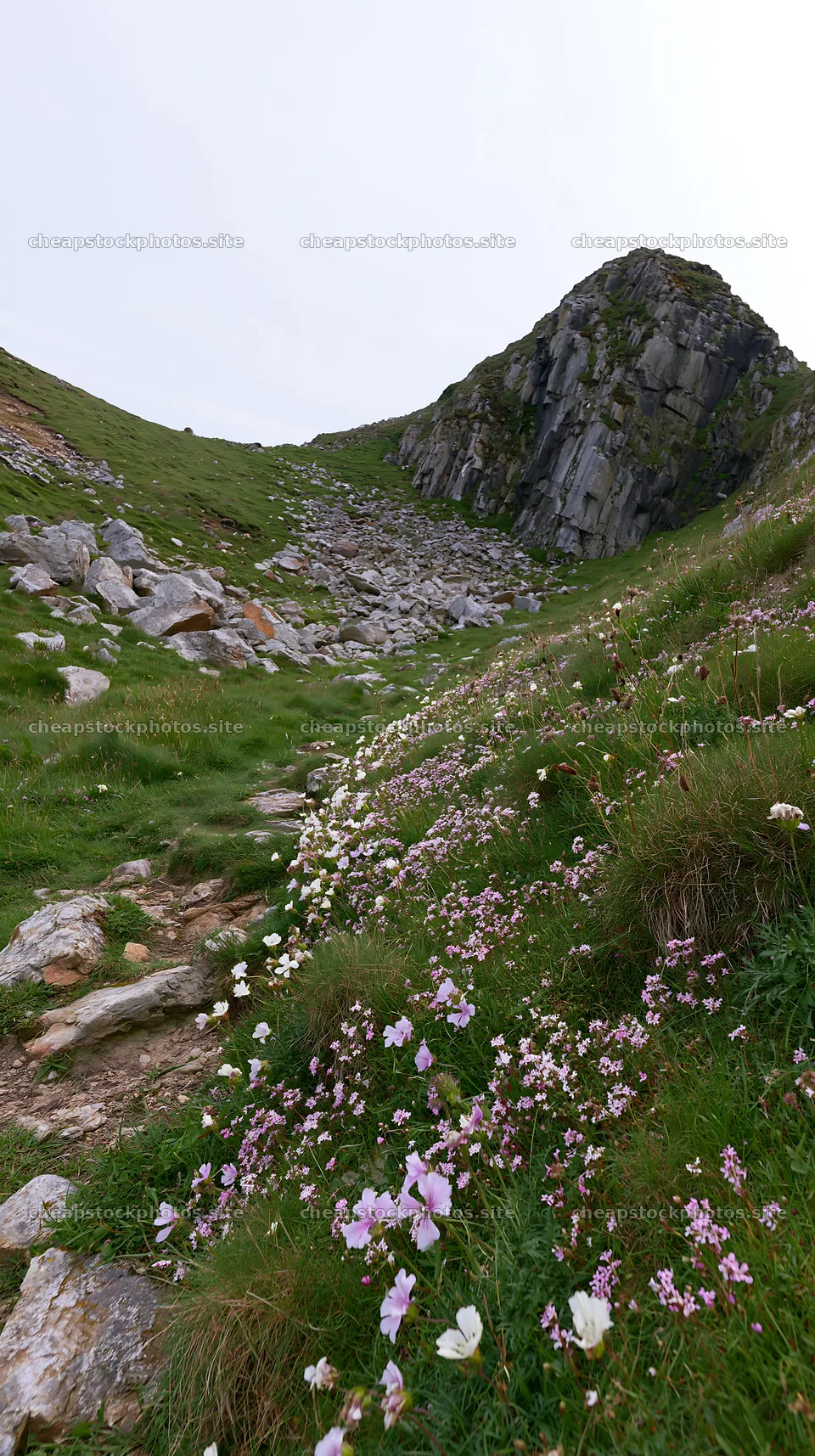 Wildflowers bloom along rocky coastal meadow path – stock photos 5938x10608