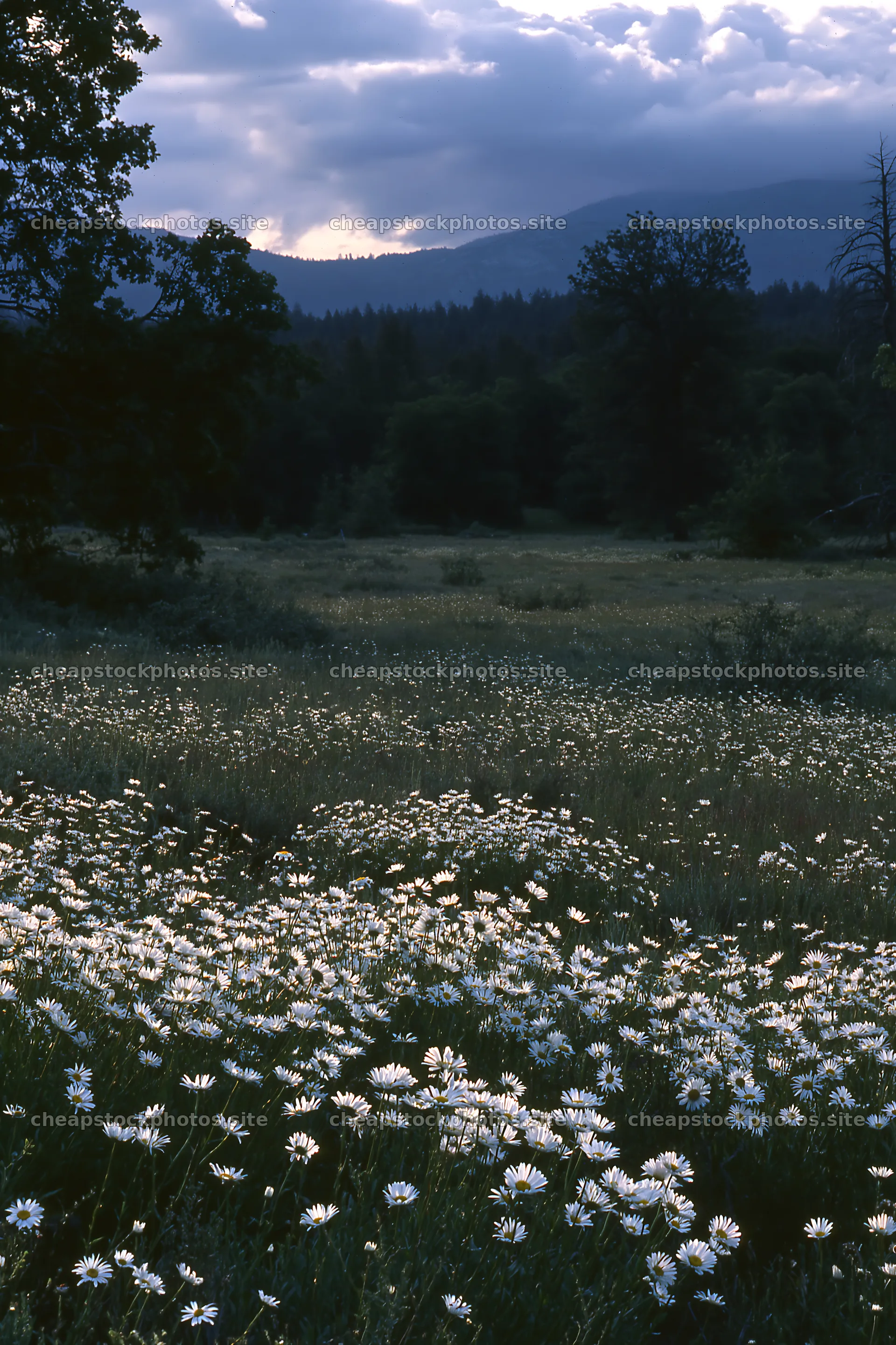 Cloudy meadow with flowers in foothills under the sky – stock photos 6480x9722