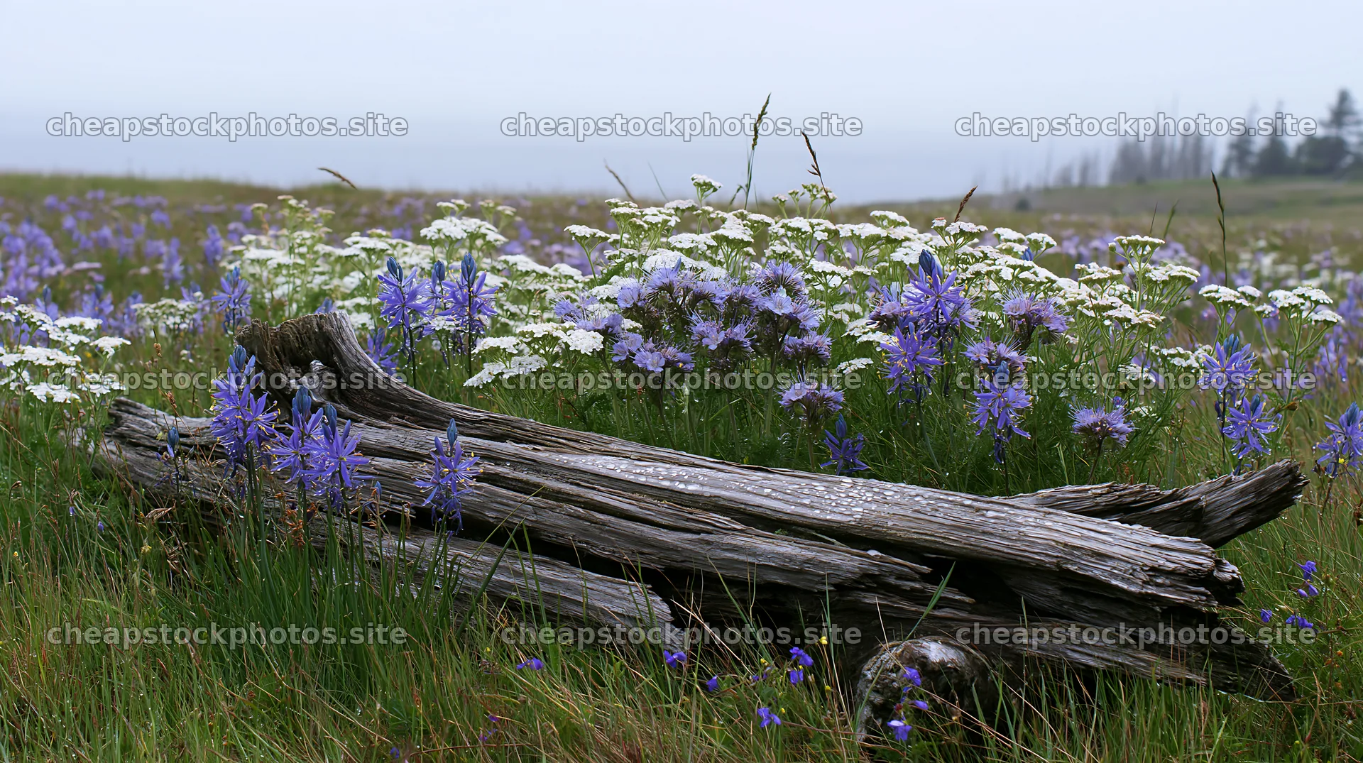 Weathered log surrounded by wildflowers in a meadow – stock photos 10608x5938