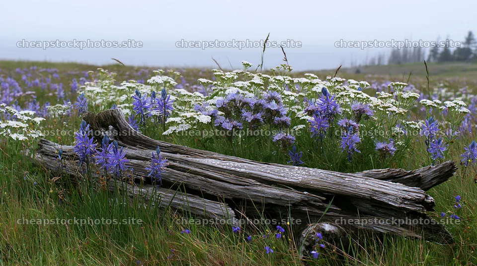 Weathered log surrounded by wildflowers in a meadow – stock photos 10608x5938