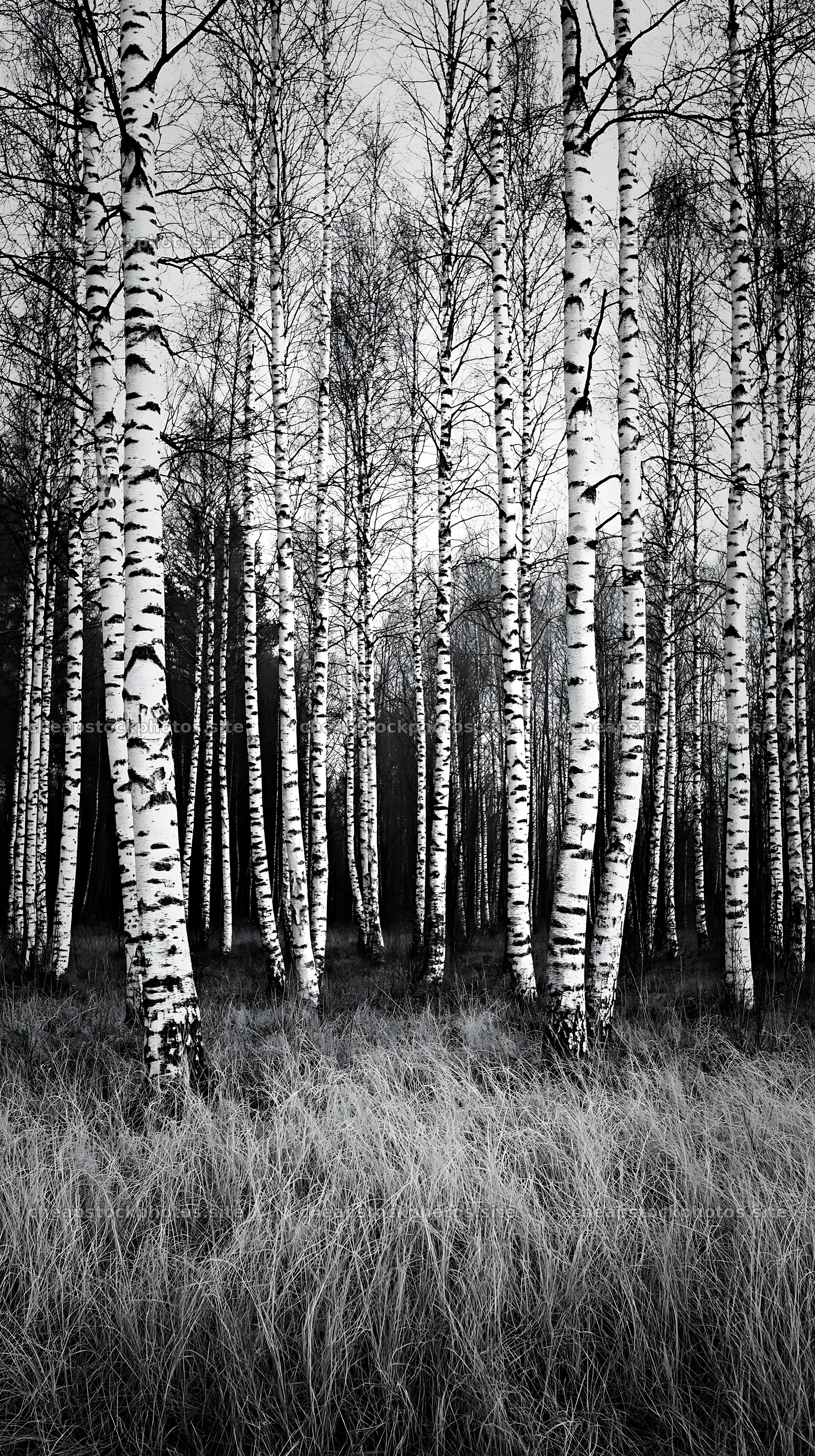 Birch trees in a meadow with tall grass – stock photos 5938x10608