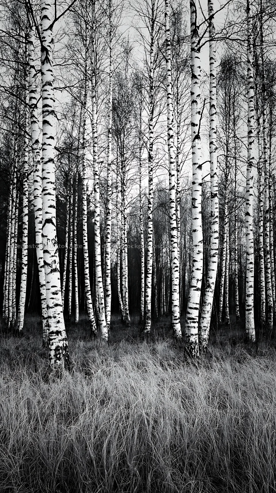 Birch trees in a meadow with tall grass – stock photos 5938x10608