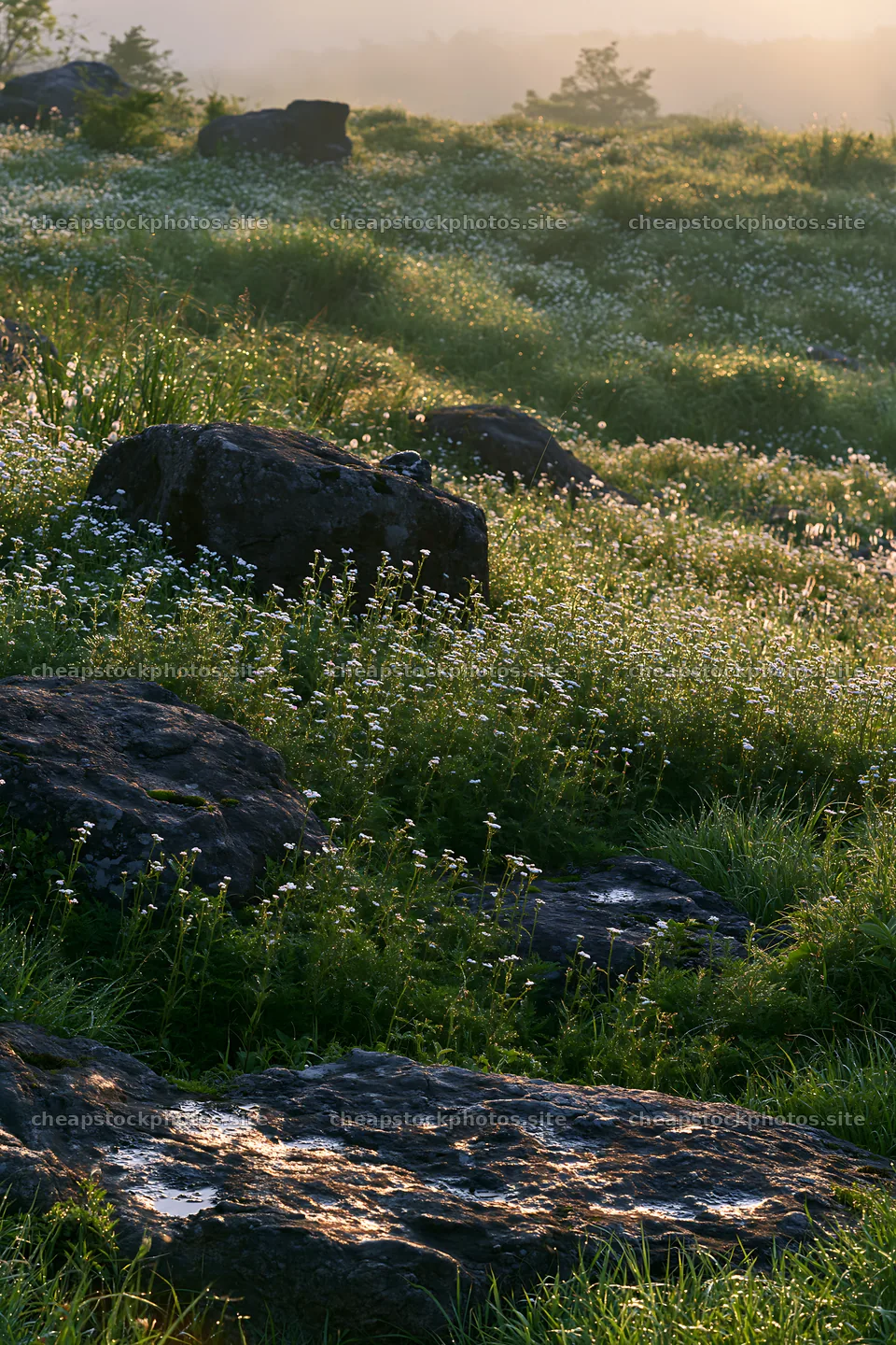 Highland meadow with granite stones in Oita – stock photos 6480x9722