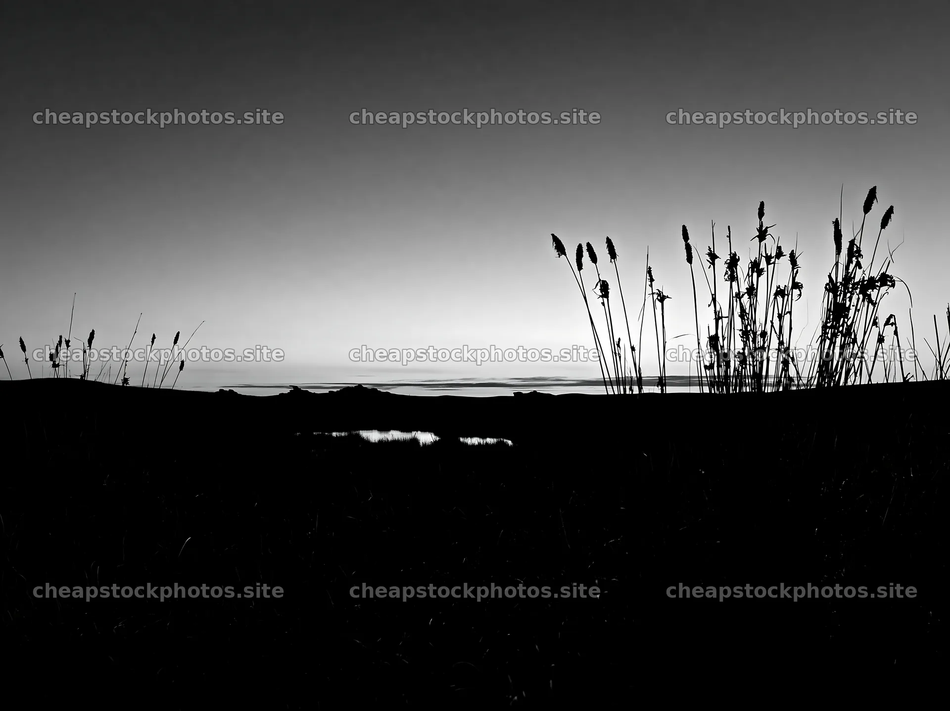 Meadow with seedheads at sunset near water – stock photos 9174x6866