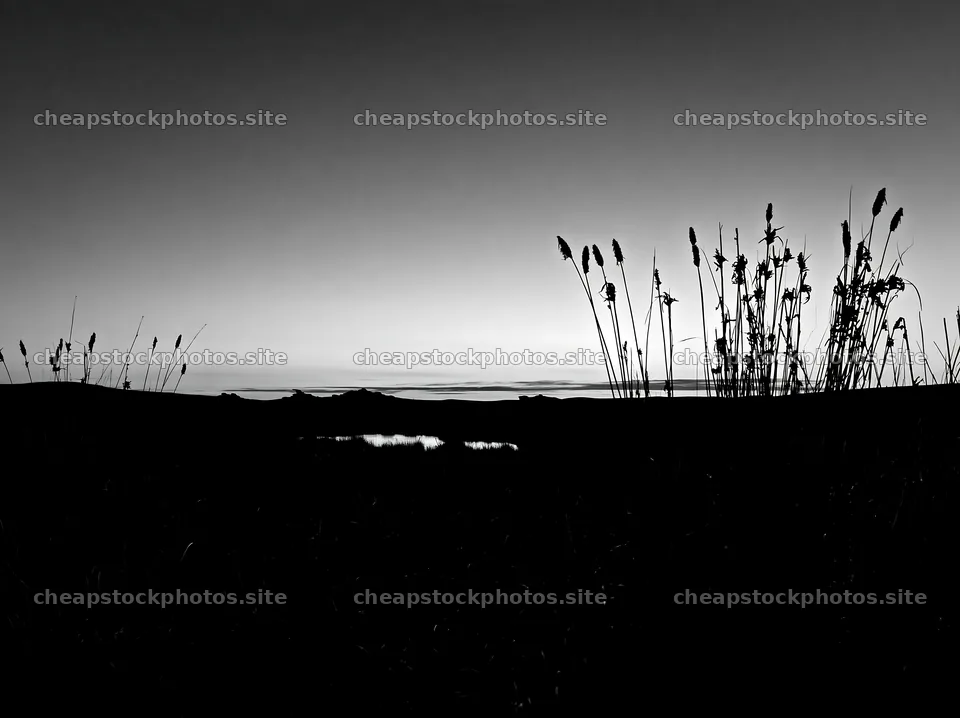 Meadow with seedheads at sunset near water – stock photos 9174x6866