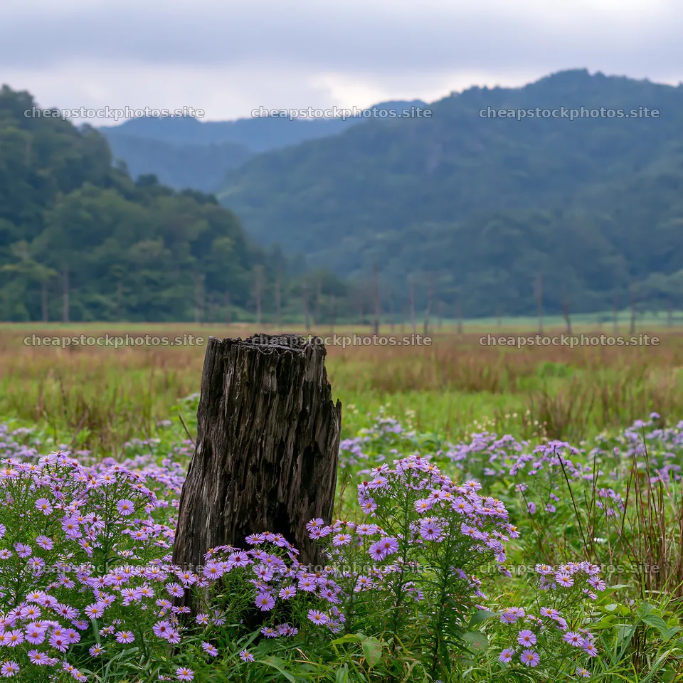 Fukushima native meadow with weathered stump – stock photos 7938x7938