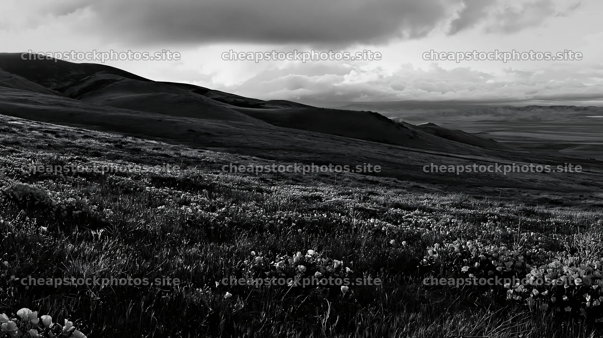 Cloudy foothill meadow with flowers in black and white – stock photos 10608x5938