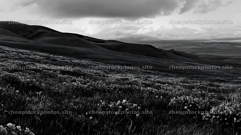 Cloudy foothill meadow with flowers in black and white – stock photos 10608x5938