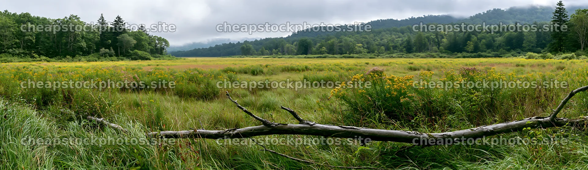 Yamagata rewilded meadow fallen branch foreground – stock photos 14762x4268