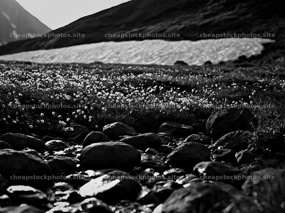 Toyama alpine meadow snowmelt rock foreground with dandelions – stock photos 9174x6866