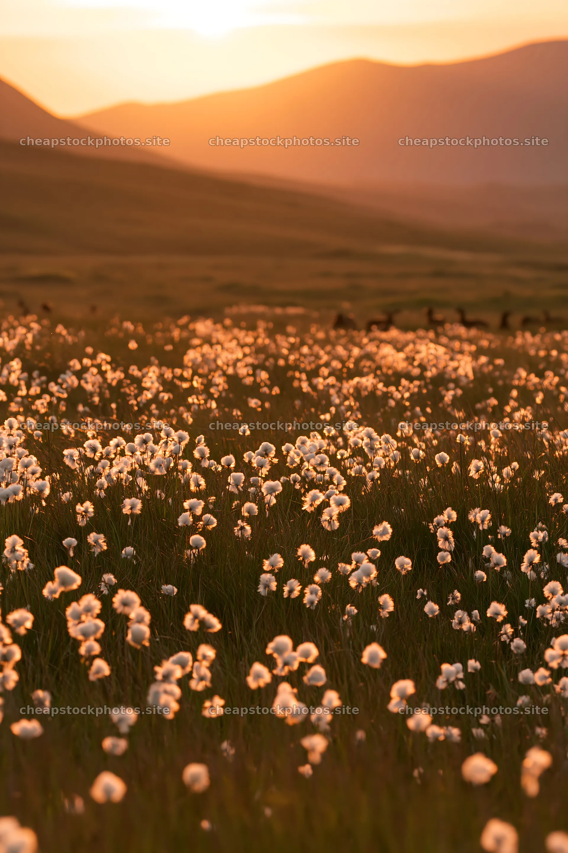 Cottongrass meadow at sunset in a mountain region – stock photos 6480x9722