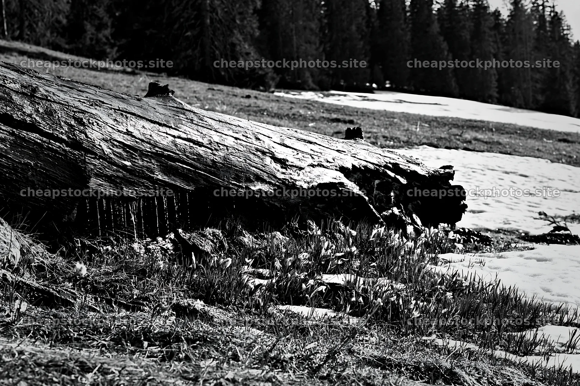 Weathered log in meadow surrounded by trees and snow – stock photos 9722x6480