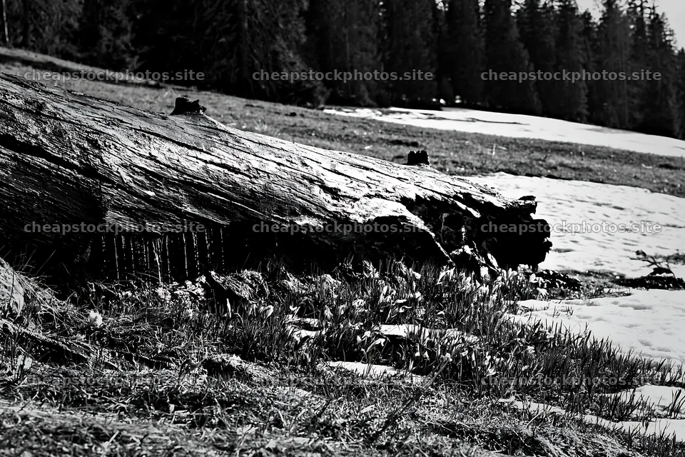 Weathered log in meadow surrounded by trees and snow – stock photos 9722x6480