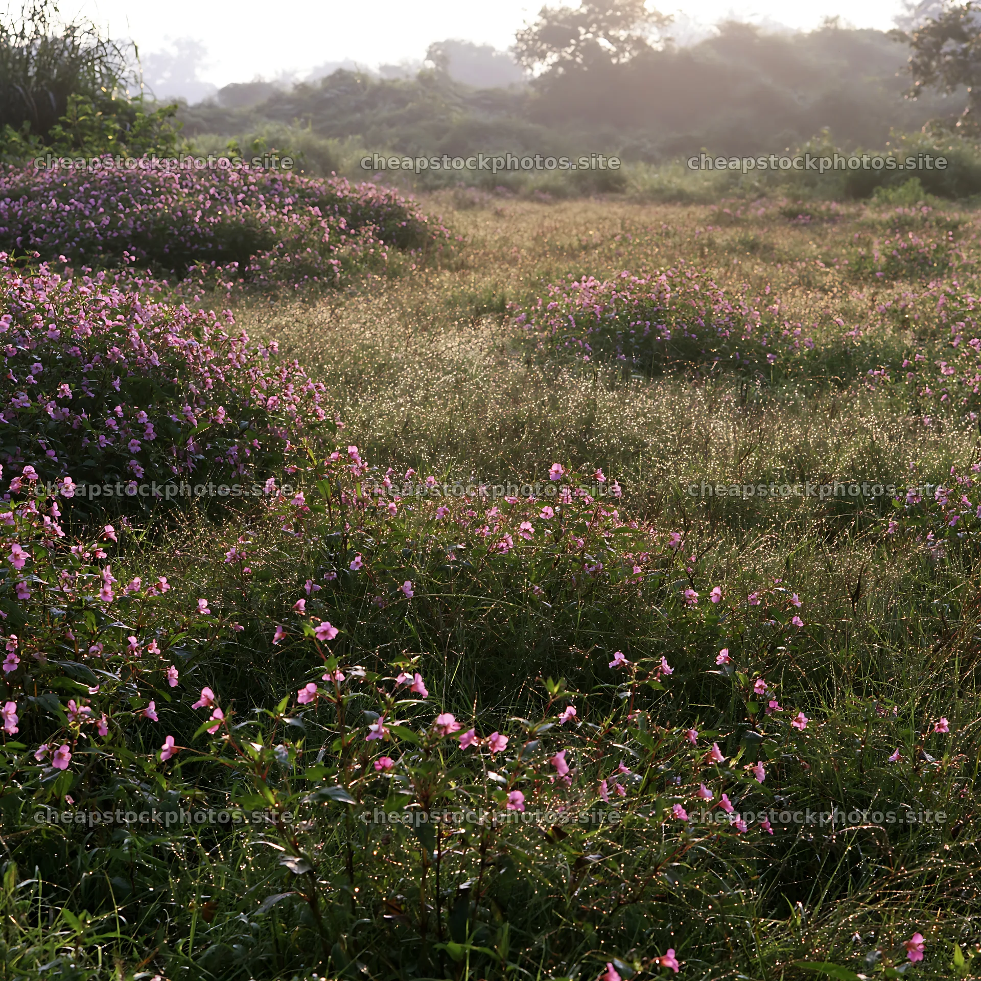 Kochi monsoon meadow with rain beaded grasses and flowers – stock photos 7938x7938