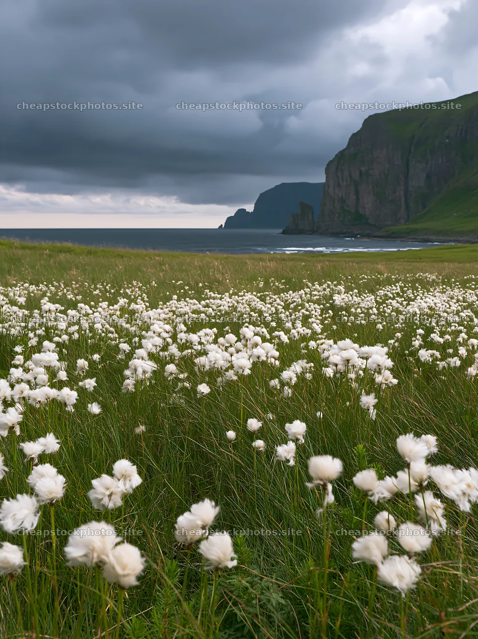 Cottongrass meadow near the coast under cloudy sky – stock photos 6866x9174