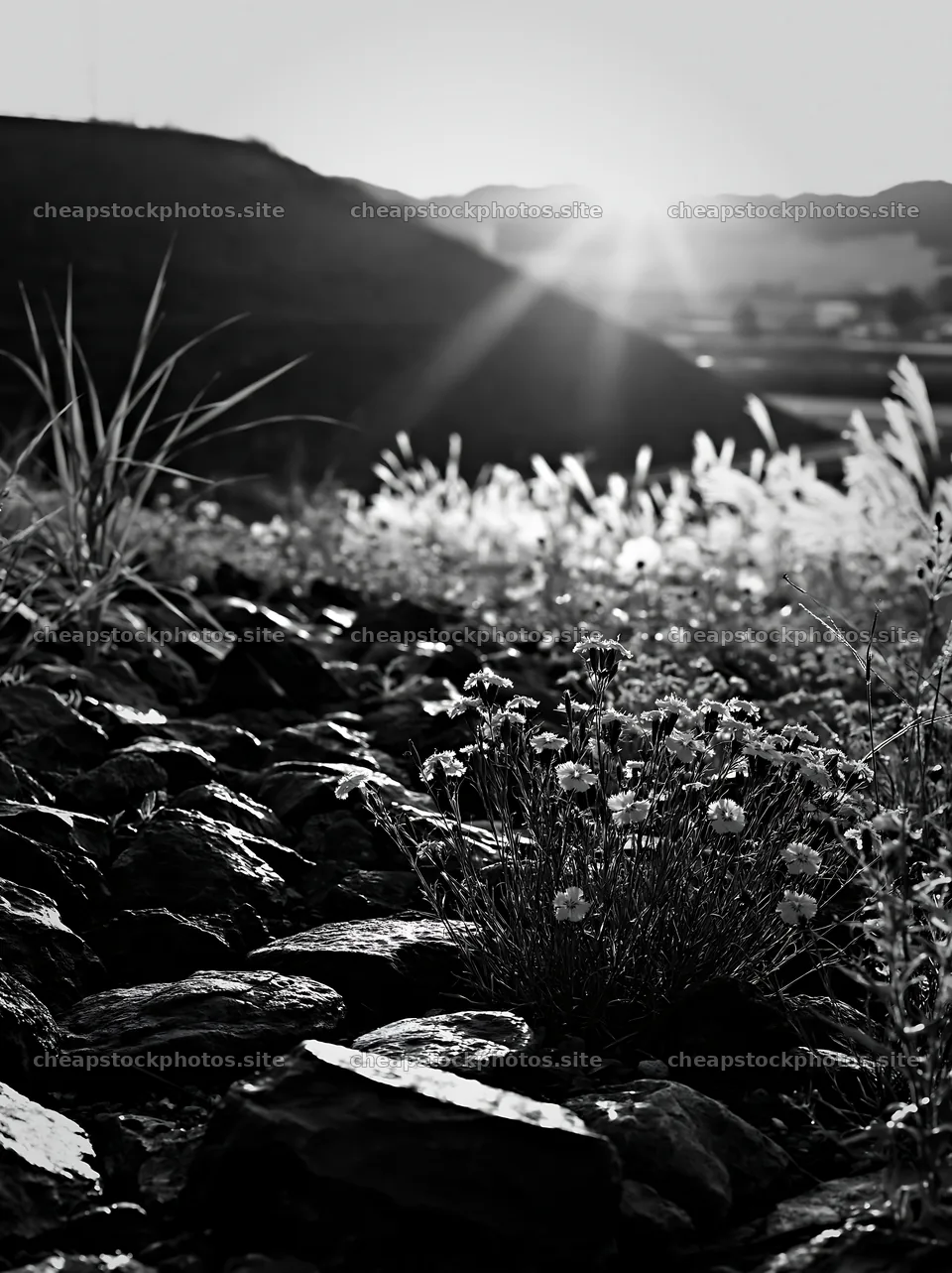 Kanagawa heat resilient meadow volcanic stones under sunset light – stock photos 6866x9174