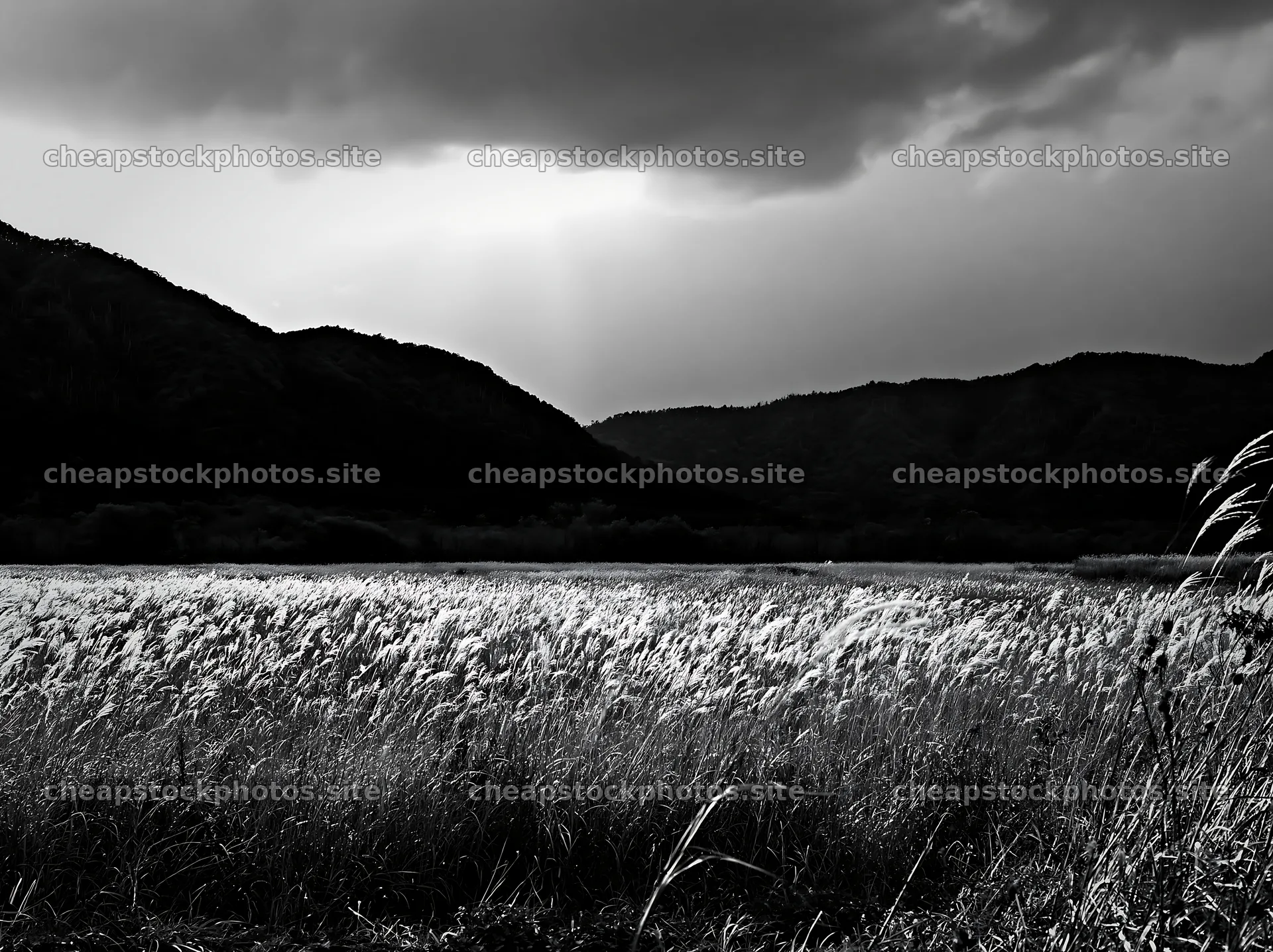 Okayama golden meadow with seedhead foreground under cloudy sky – stock photos 9174x6866
