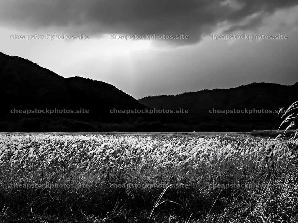 Okayama golden meadow with seedhead foreground under cloudy sky – stock photos 9174x6866