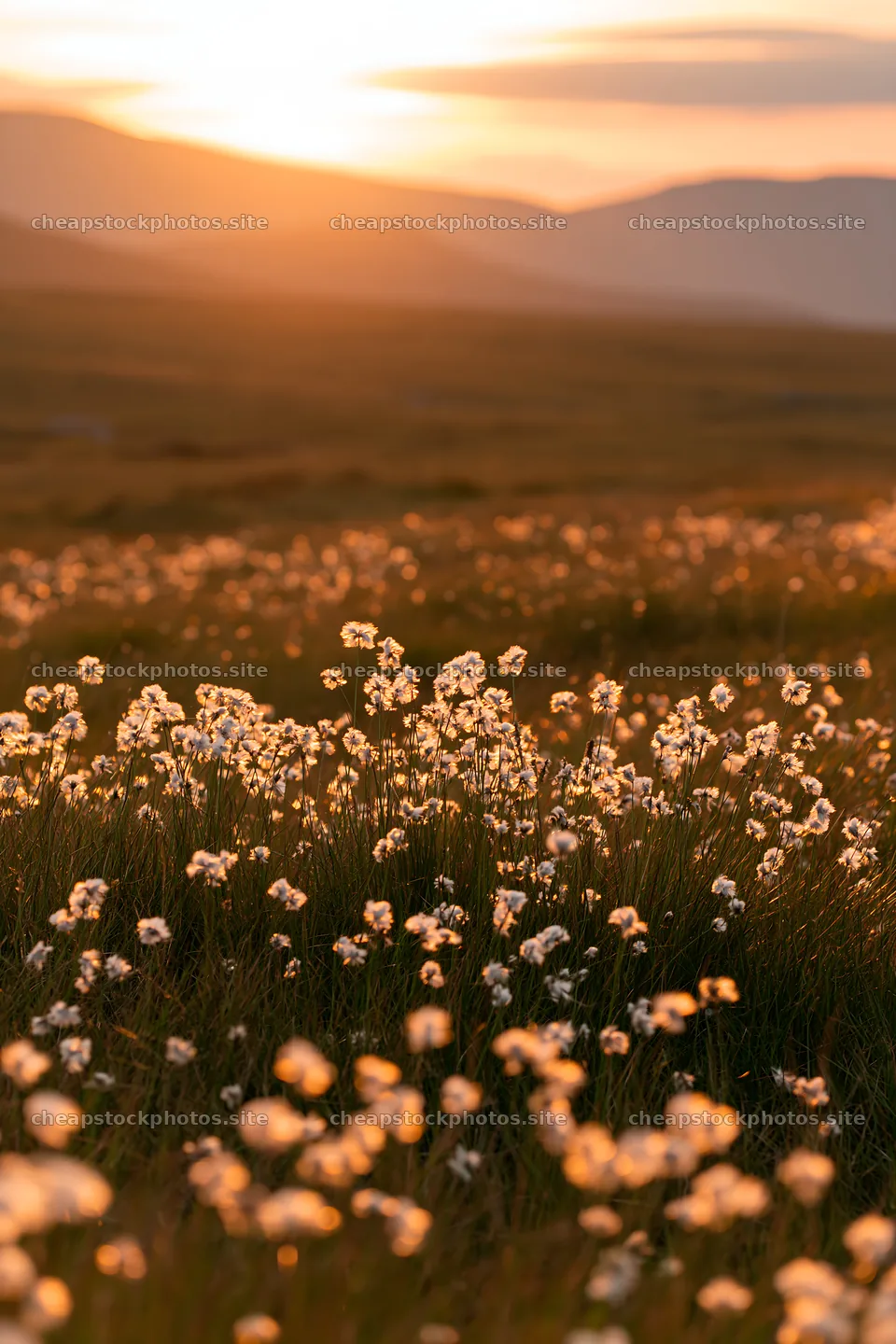 Cottongrass meadow glow during sunset in the mountains – stock photos 6480x9722