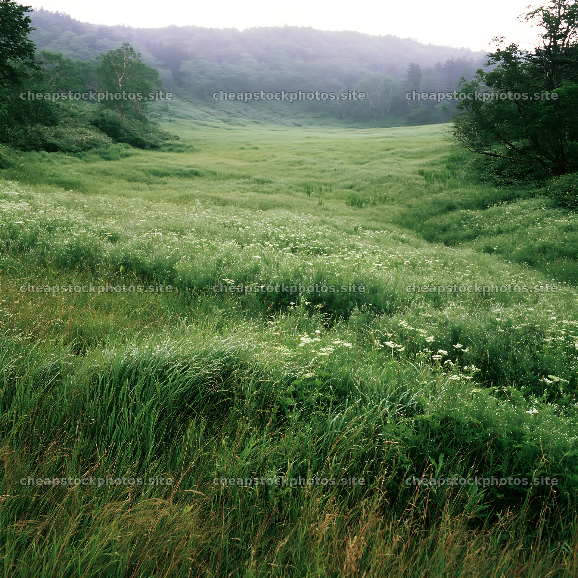 Expansive meadow in Hokkaido with dewdrops on grass – stock photos 7938x7938