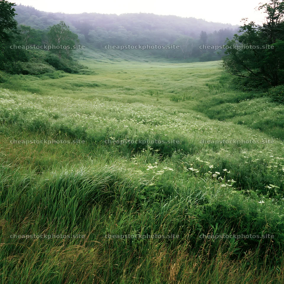 Expansive meadow in Hokkaido with dewdrops on grass – stock photos 7938x7938