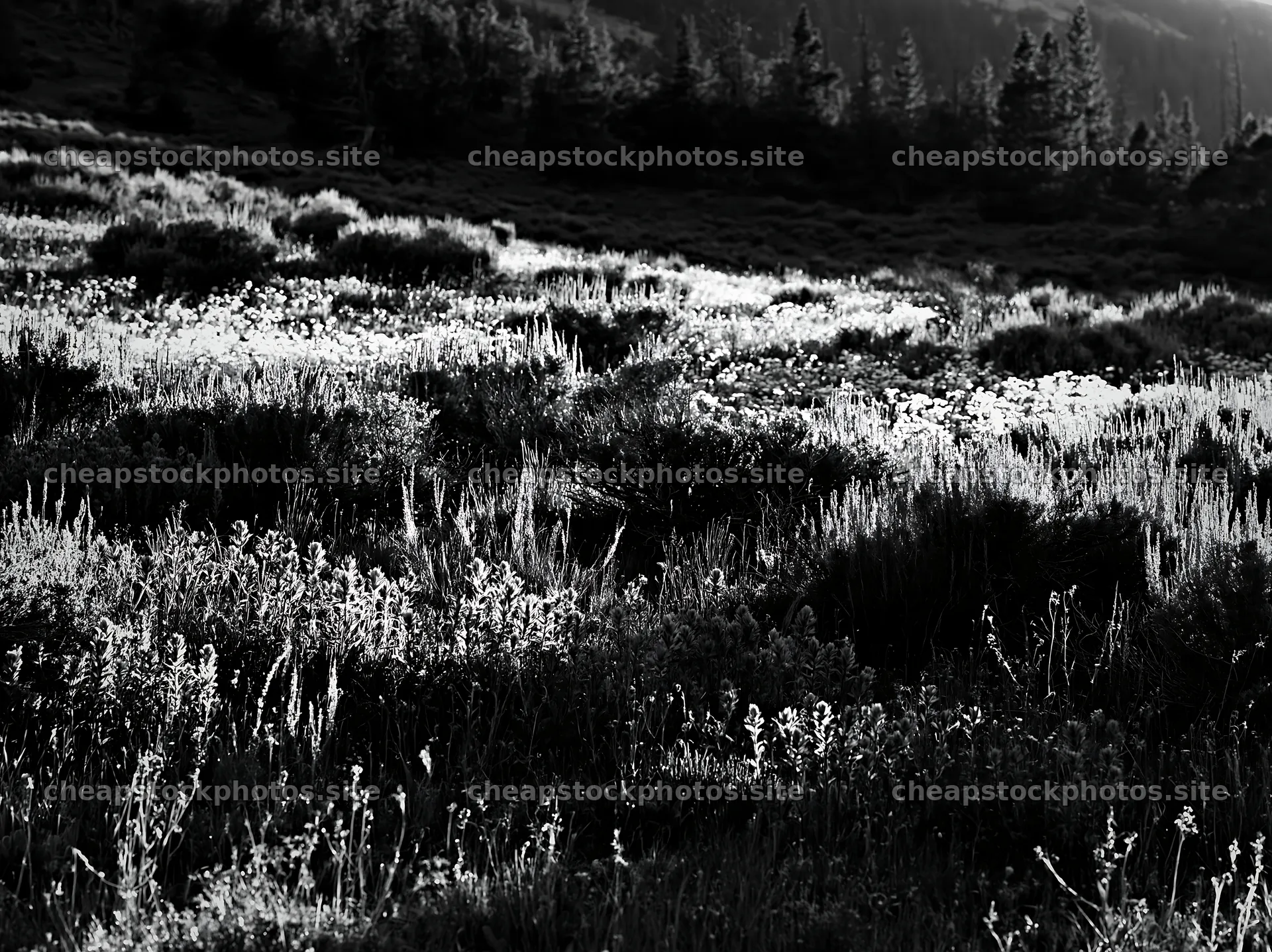 Sagebrush meadow under natural light in black and white – stock photos 9174x6866