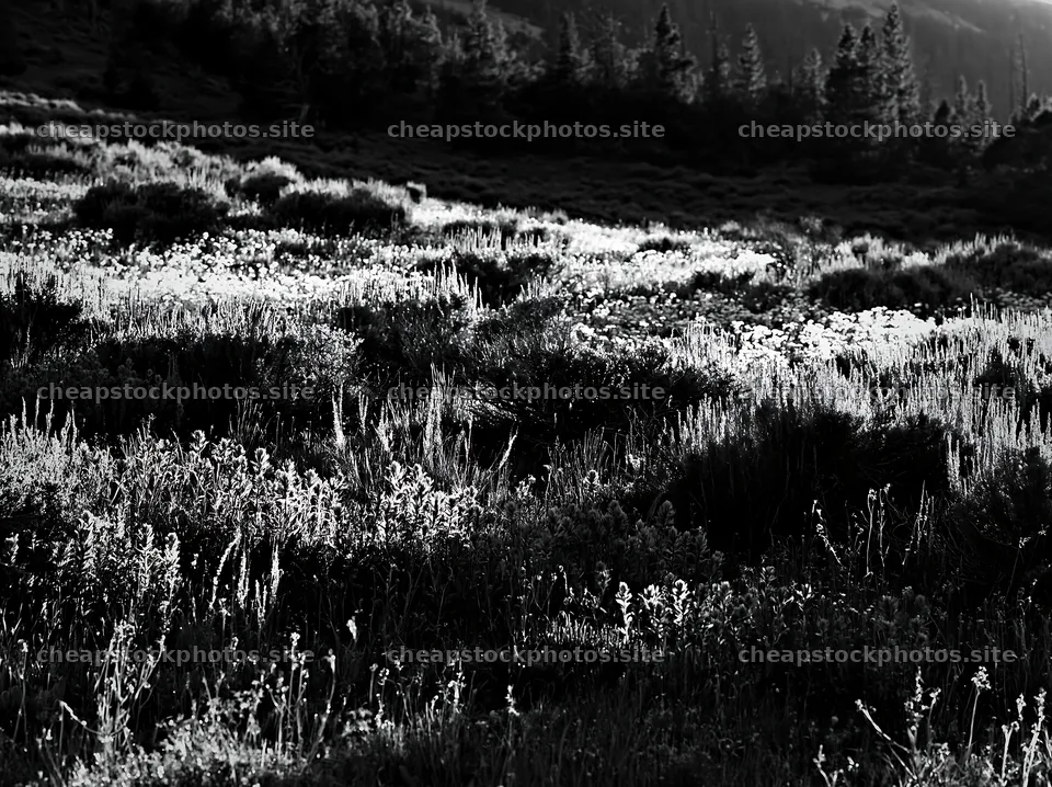 Sagebrush meadow under natural light in black and white – stock photos 9174x6866
