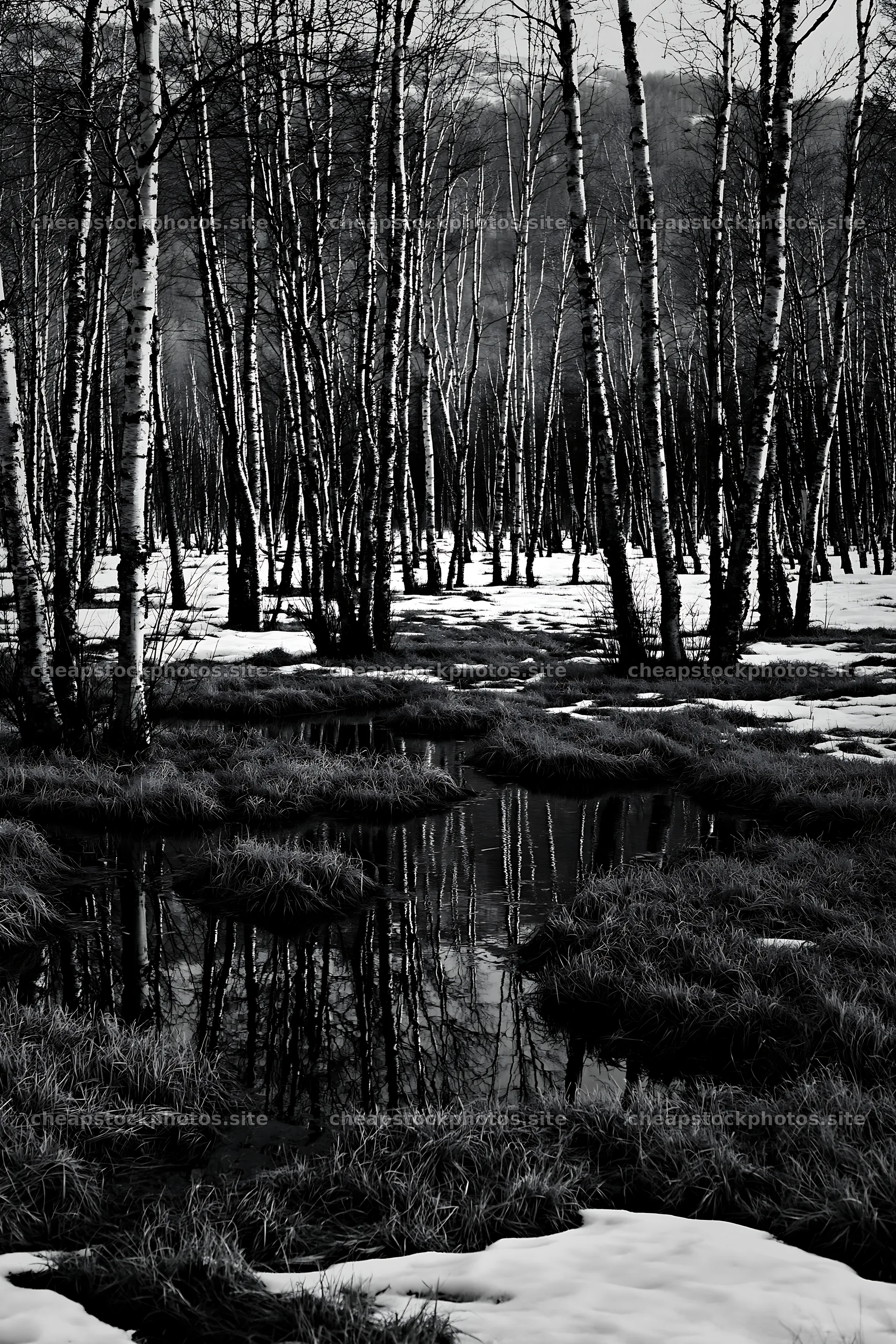 Snowy foothill meadow with trees and water reflections – stock photos 6480x9722