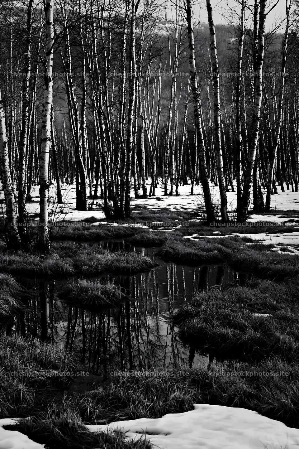 Snowy foothill meadow with trees and water reflections – stock photos 6480x9722