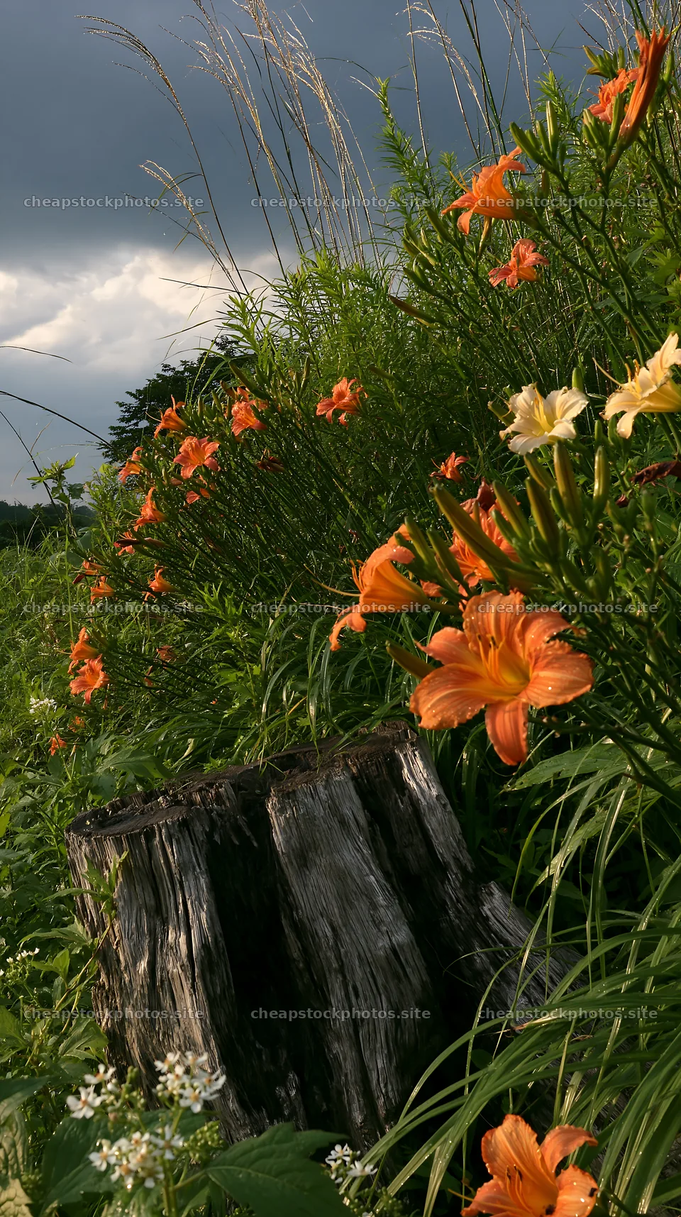 Fukushima native meadow with weathered stump and orange flowers – stock photos 5938x10608
