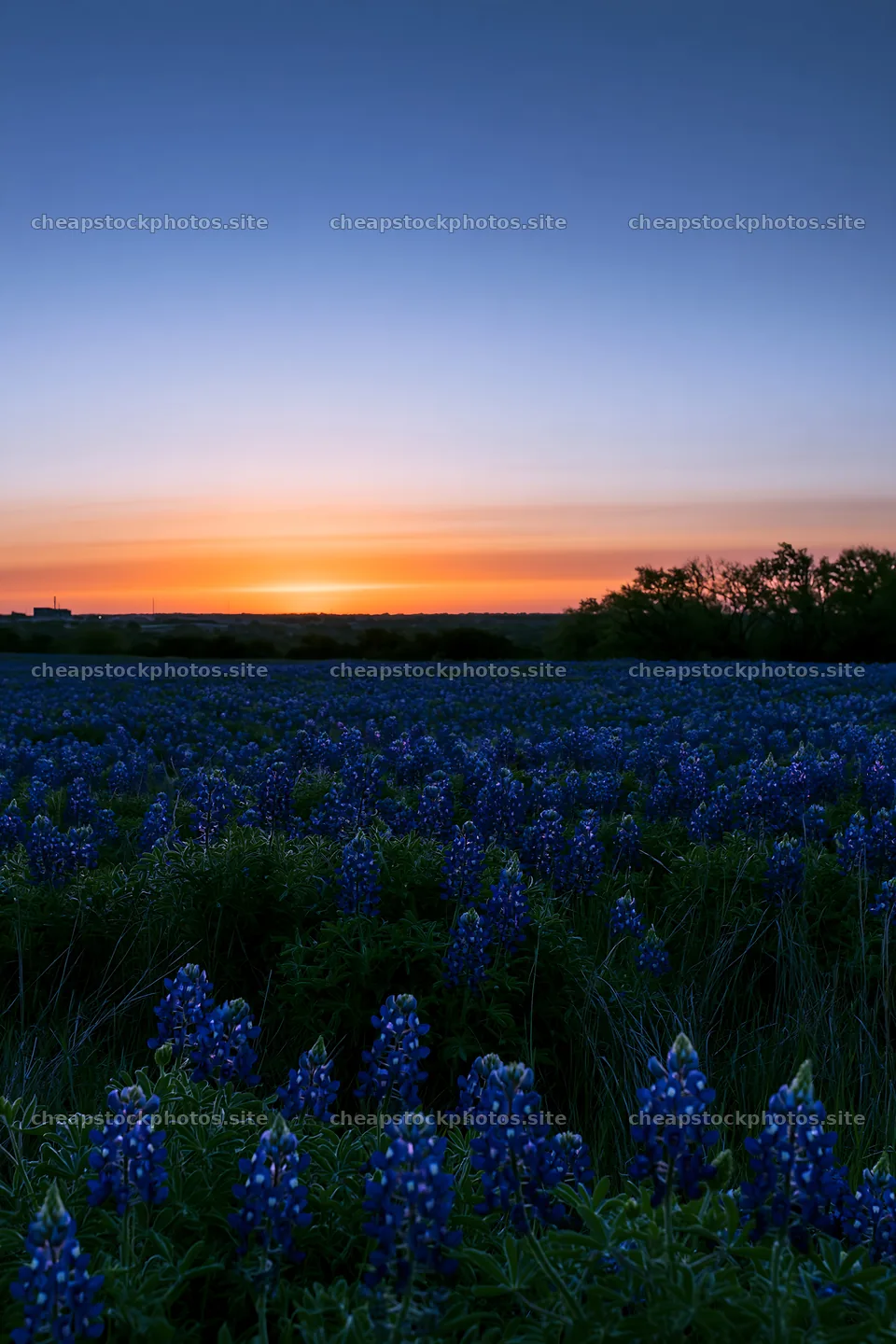 Bluebonnet meadow at sunrise with clear sky – stock photos 6480x9722