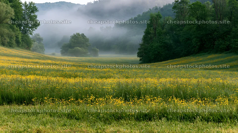 Hungarian meadow along wooded valley with mist and greenery – stock photos 10608x5938