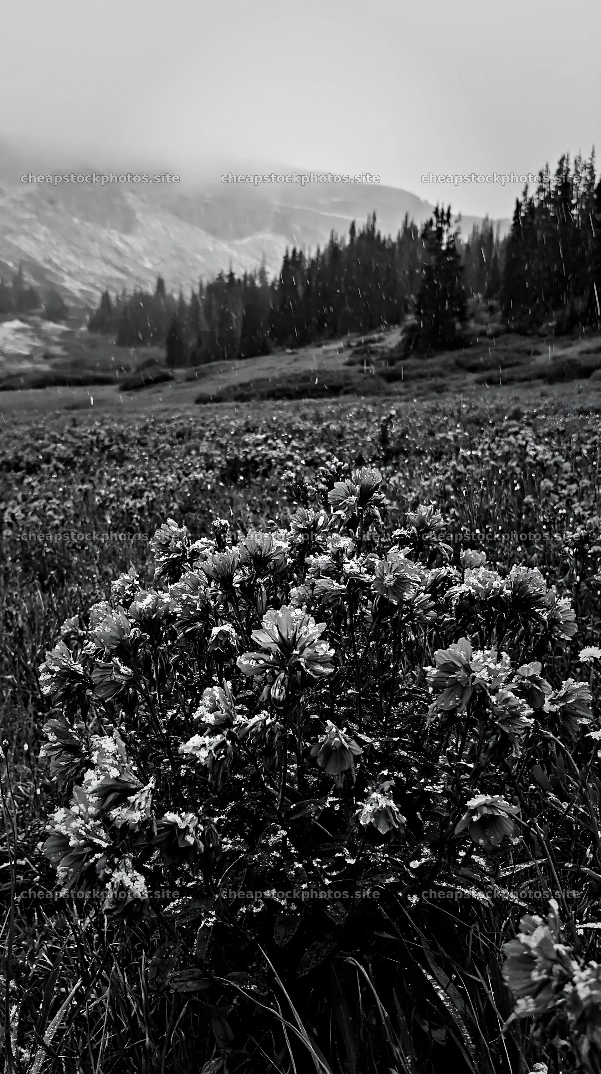 Snowy highland meadow with flowers and distant mountains – stock photos 5938x10608