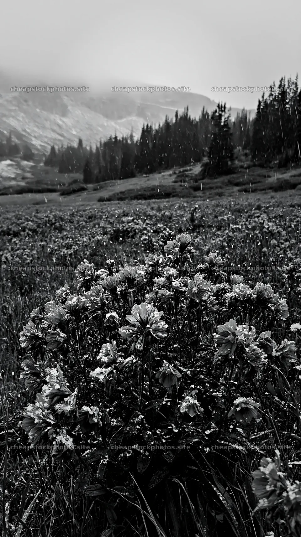 Snowy highland meadow with flowers and distant mountains – stock photos 5938x10608