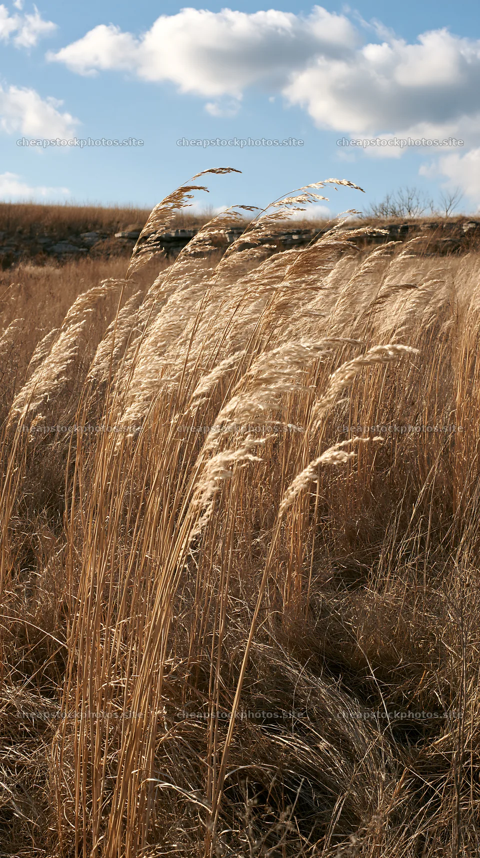 Meadow grass seedheads swaying in the wind – stock photos 5938x10608