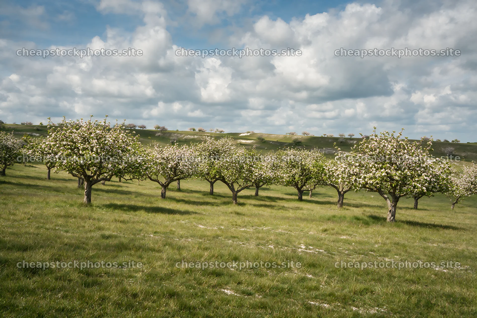 Blooming apple blossom meadow under bright blue sky – stock photos 9722x6480