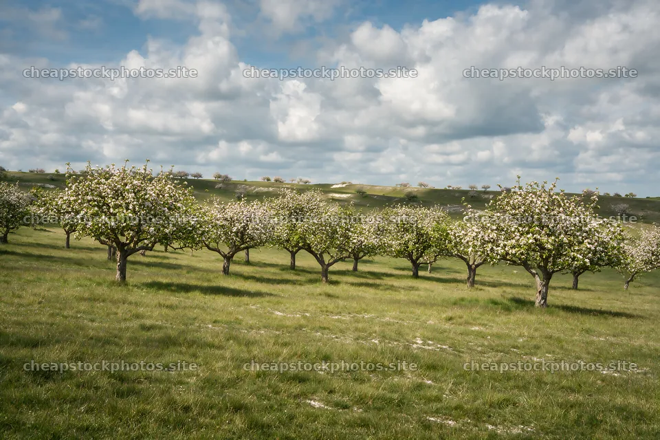 Blooming apple blossom meadow under bright blue sky – stock photos 9722x6480