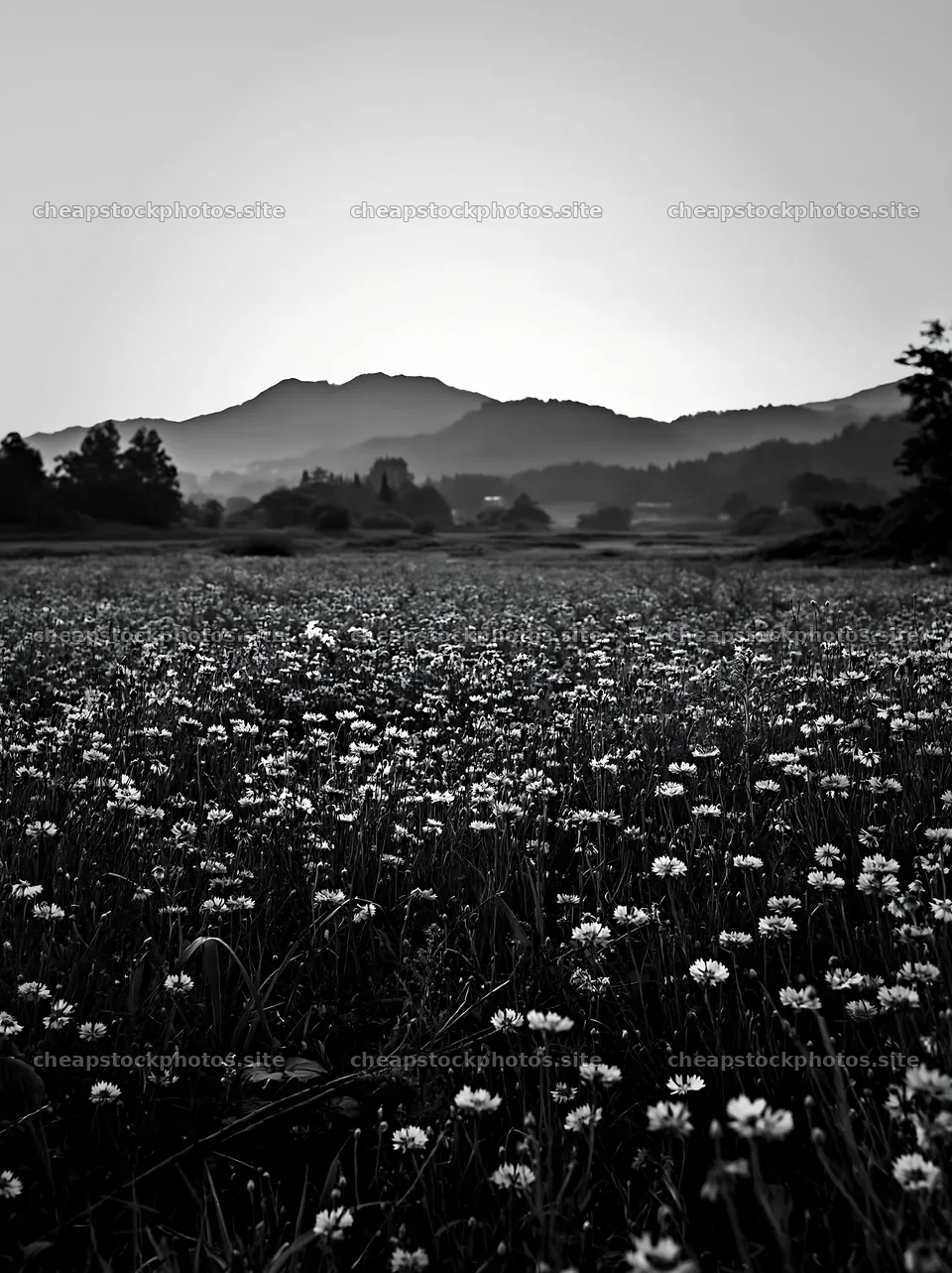 Yamagata rewilded meadow with foreground fallen branch and flowers – stock photos 6866x9174