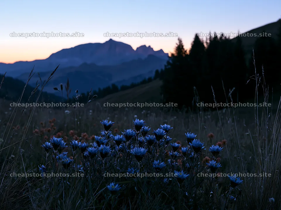 Mountain pass meadow with flowers at dusk – stock photos 9174x6866