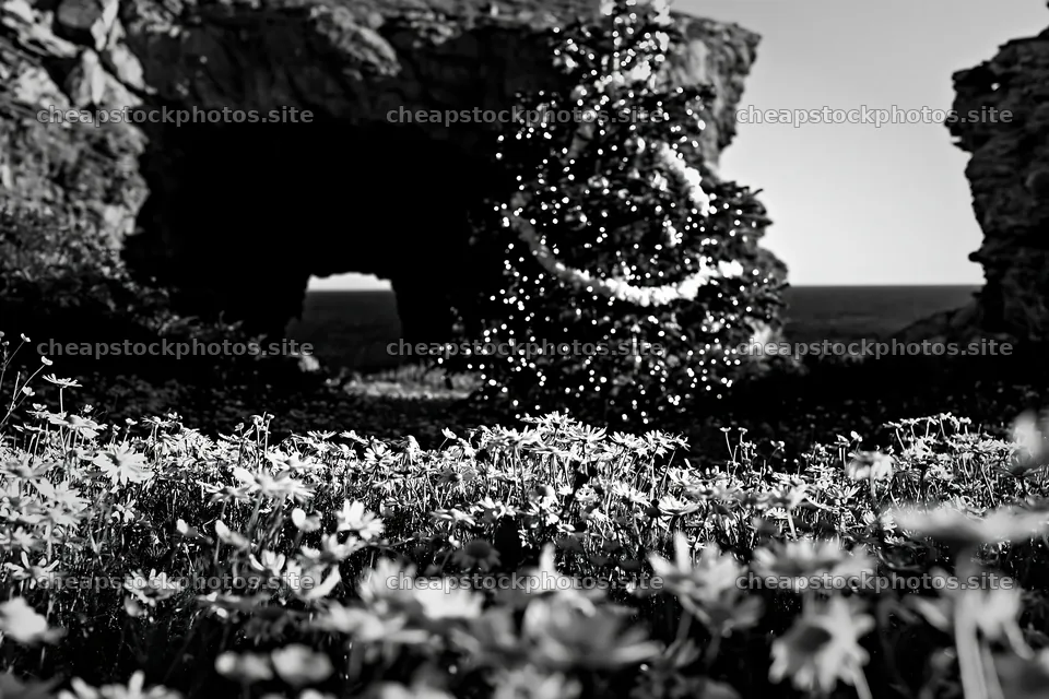 Christmas tree with lights in meadow by cave – stock photos 9722x6480
