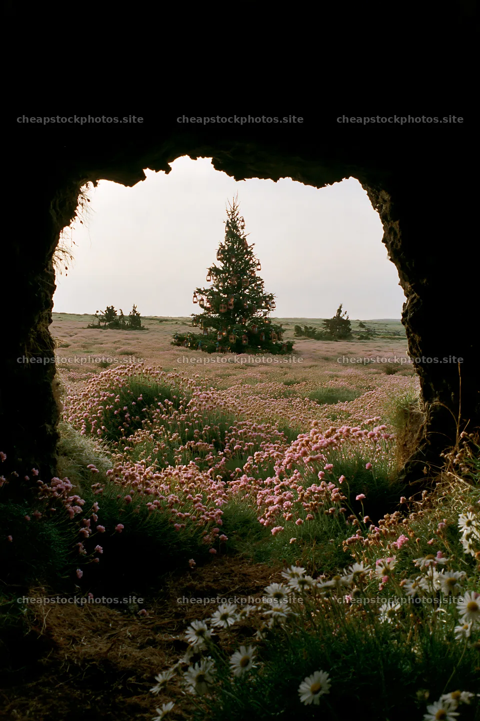Christmas tree visible from cave in meadow – stock photos 6480x9722